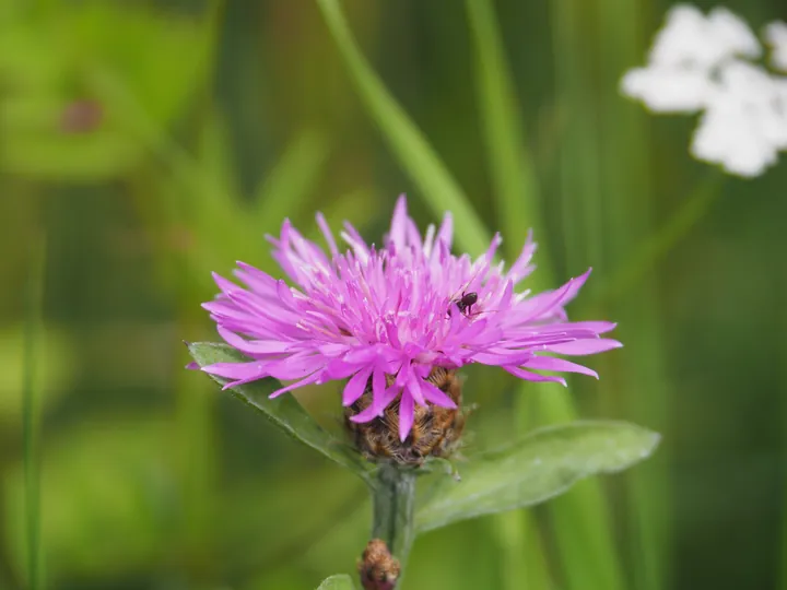 Parc Chlorophylle (Belgie)